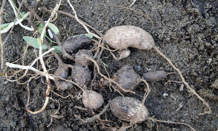 Фото Земляной горох