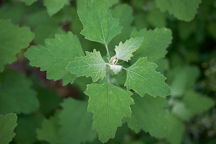 Фото Марь белая