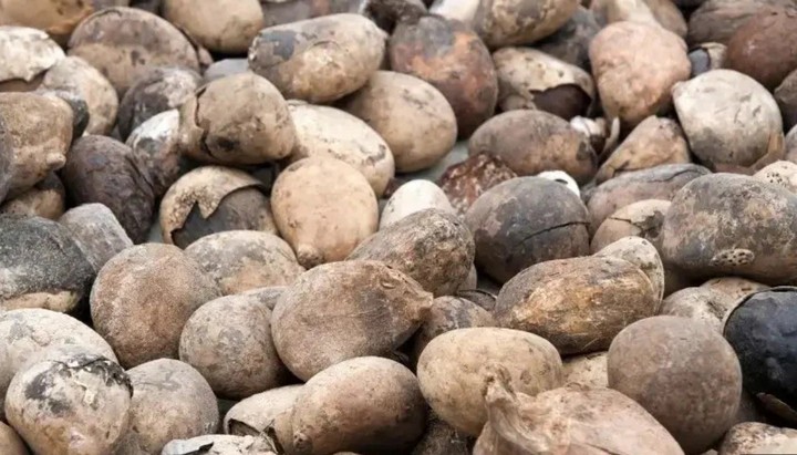 Фото Орехи тагуа