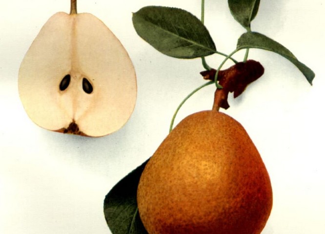 Фото Груша Ансо