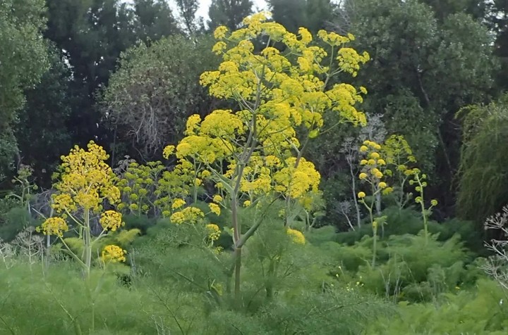 Фото Сильфиум