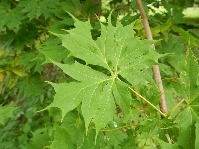 Фото Жареные кленовые листья: древняя закуска из Японии
