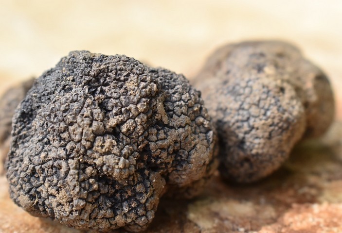 Трюфели: путь от презрения до роскоши