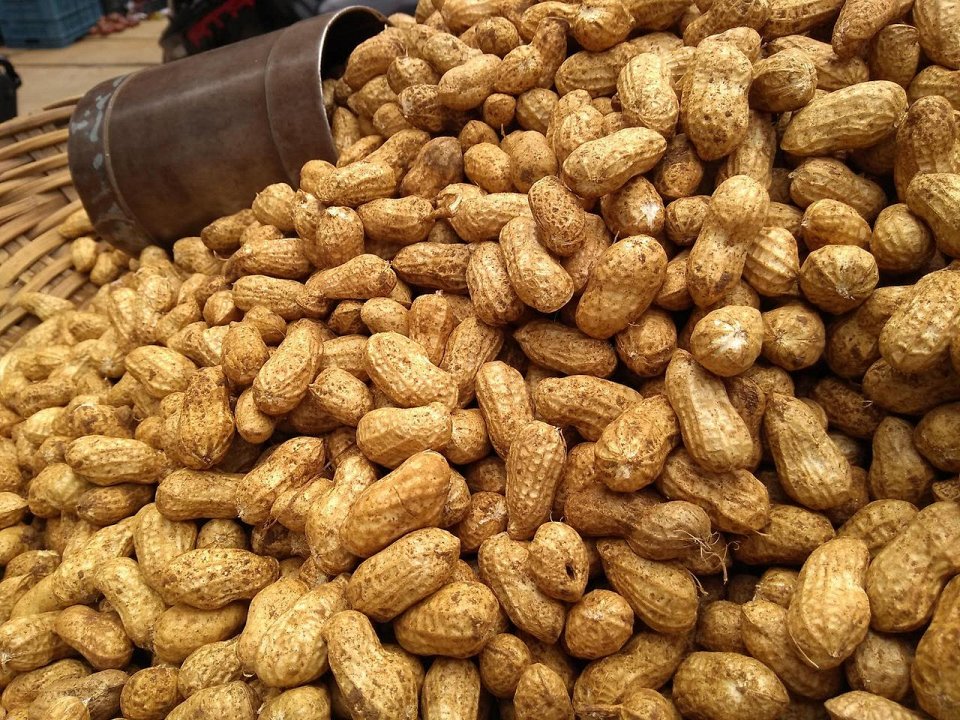 Фото Арахис