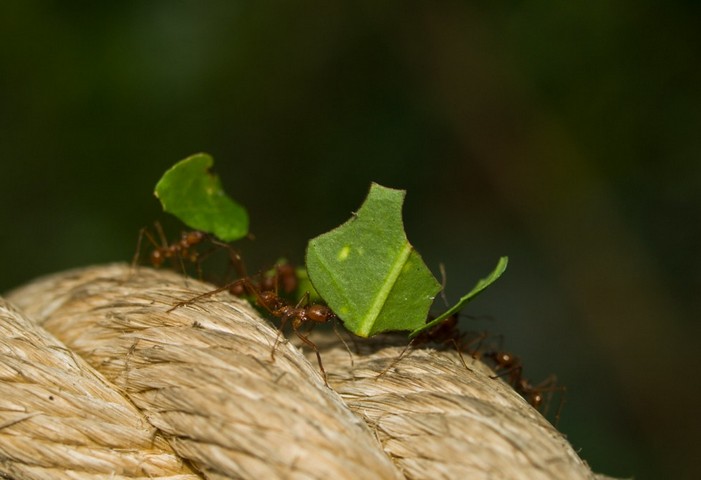 Фото Бессмертный муравей на верёвке
