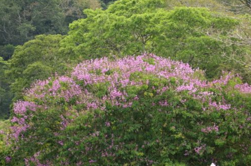 Деревья, которые выживают после молнии