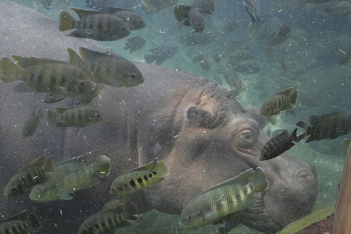 Бегемоты вызывают массовую гибель рыбы
