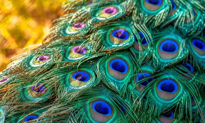 Лазеры из павлиньих перьев