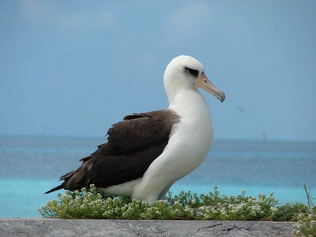 Супермама-альбатрос