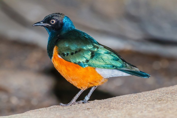 Птичьи дружбы