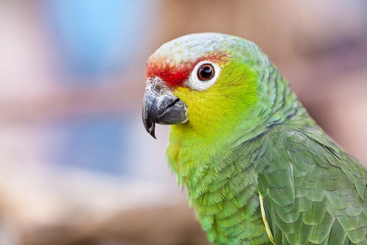 Меньше тело — длиннее крылья