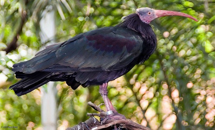 «Улети домой» — по-настоящему