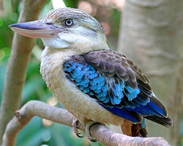 Птицы, меняющие пол