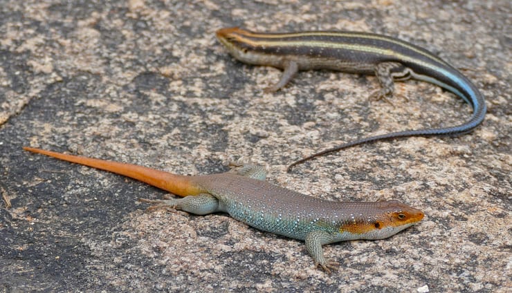 Сцинки и возвращение конечностей