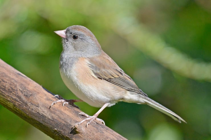 Юнко и клюв эпохи пандемии