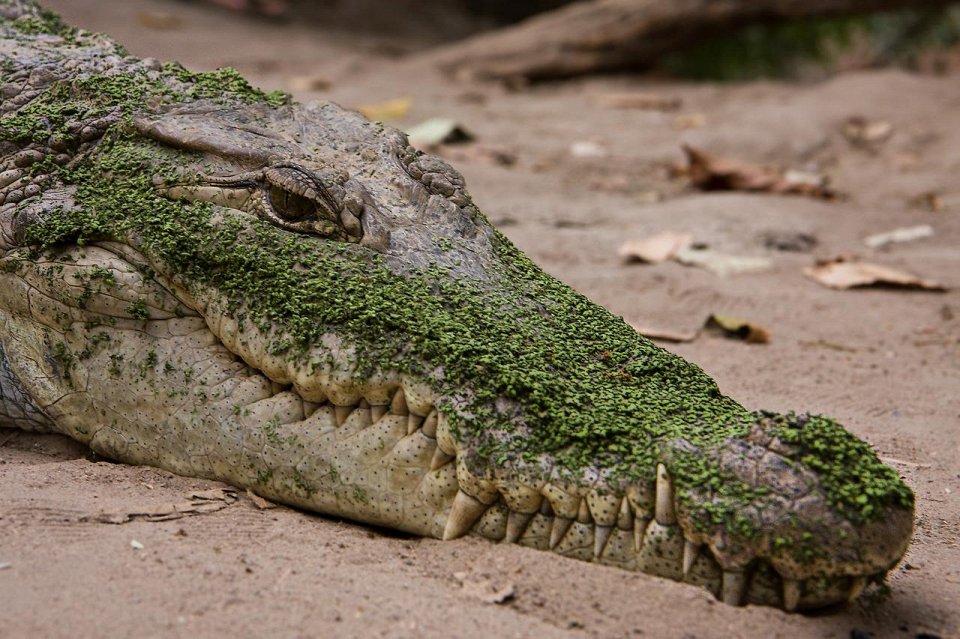 Фото Крокодилы глотают камни