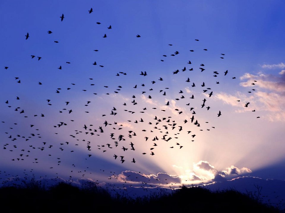 Фото Миграция птиц