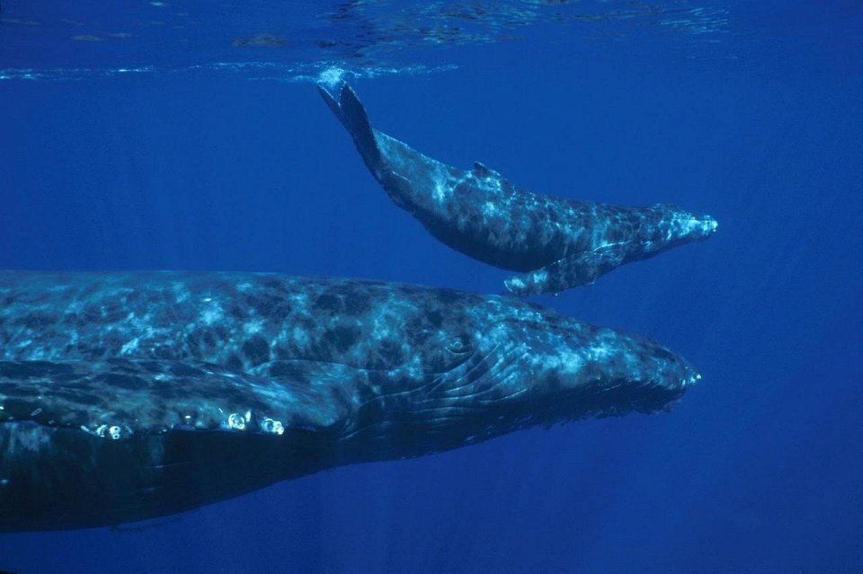 Фото Молоко кита очень жирное