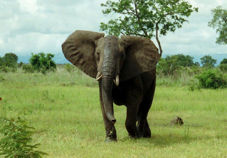 Фото Слоны умные