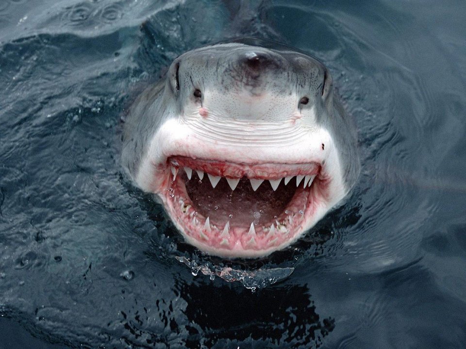 Фото Зубы акулы вырастают за 10 дней