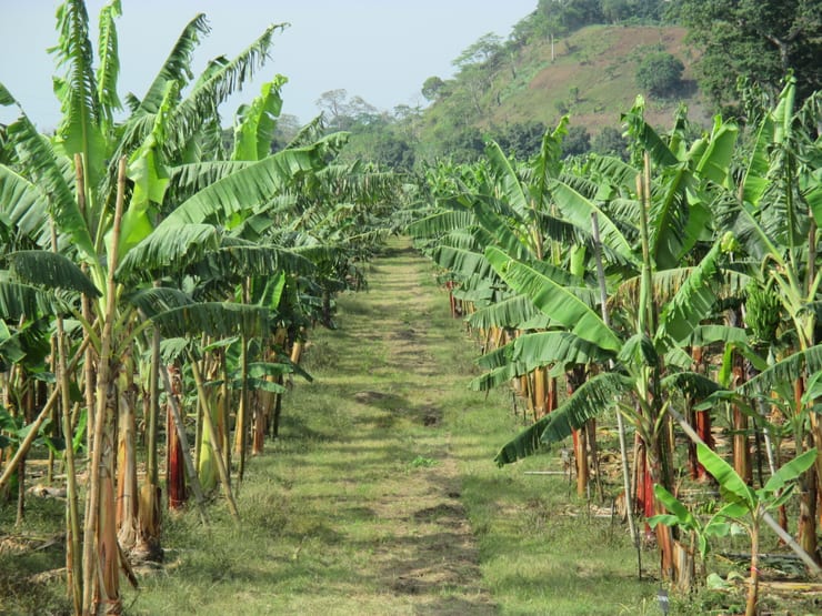 Отравление пестицидами на плантациях