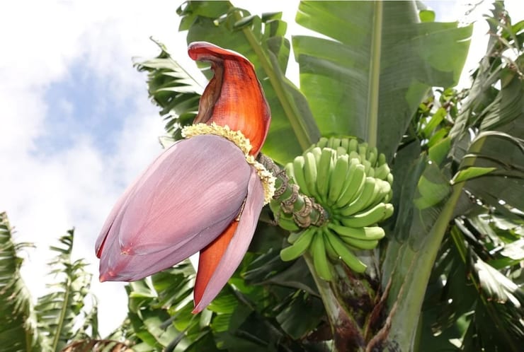 Радиоактивные бананы