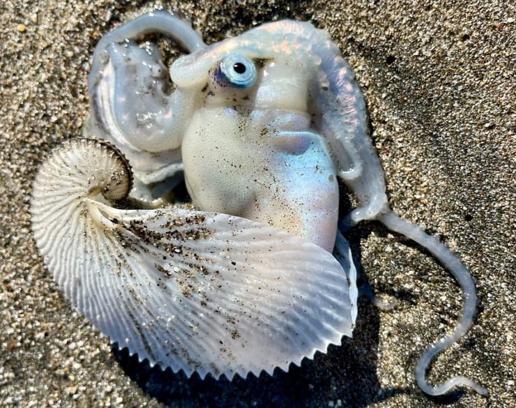 Аргонавт (бумажный наутилус)