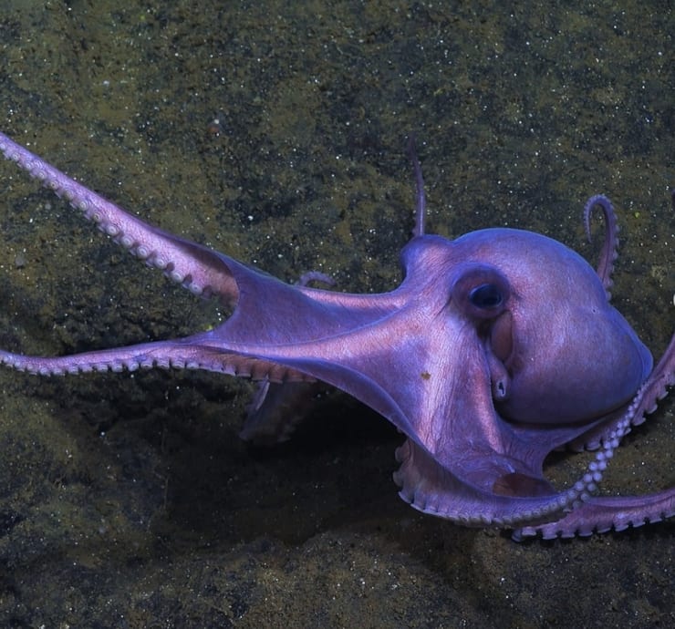 Дорадо-осьминог