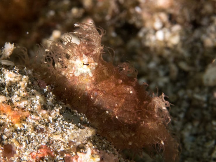 Волосатый осьминог