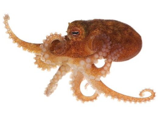 Карликовый «звёздный» осьминог