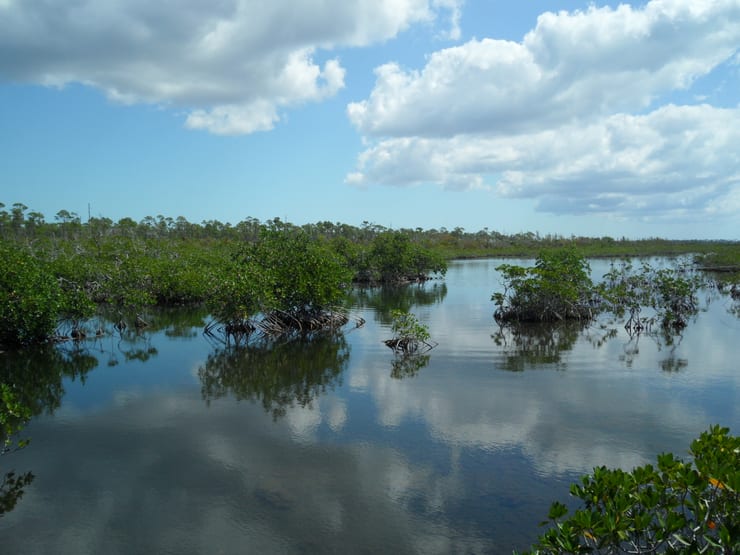 Исчезновение прибрежных болот