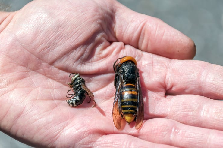 Япония: блюда из ос