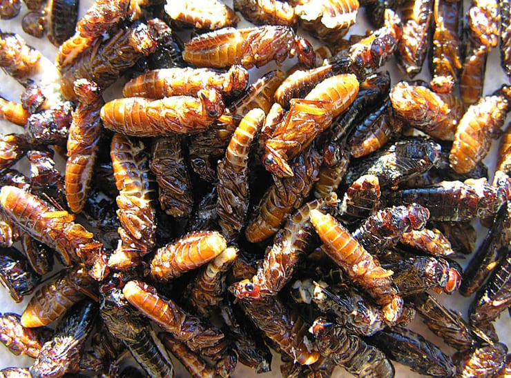 Кения: термиты