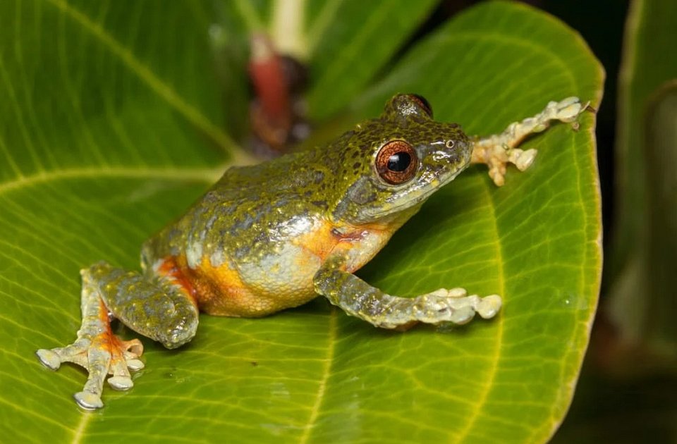 Австралийская лягушка Cyclorana platycephala